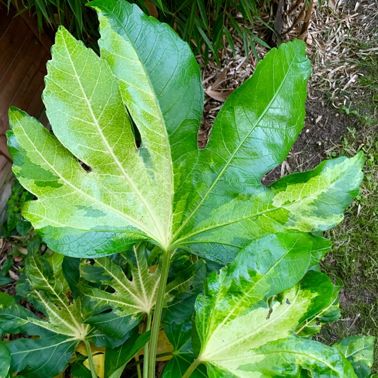 Plant image Fatsia japonica 'Annelise'