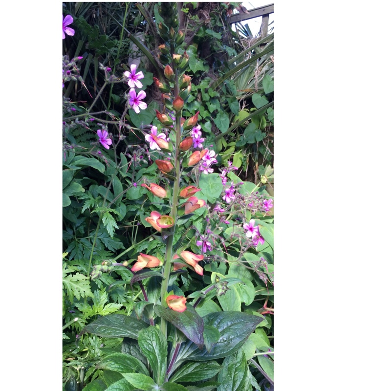Plant image Digitalis Illumination Series
