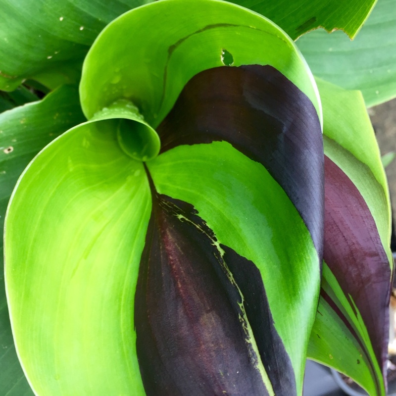 plant image 128874 plant image 128874