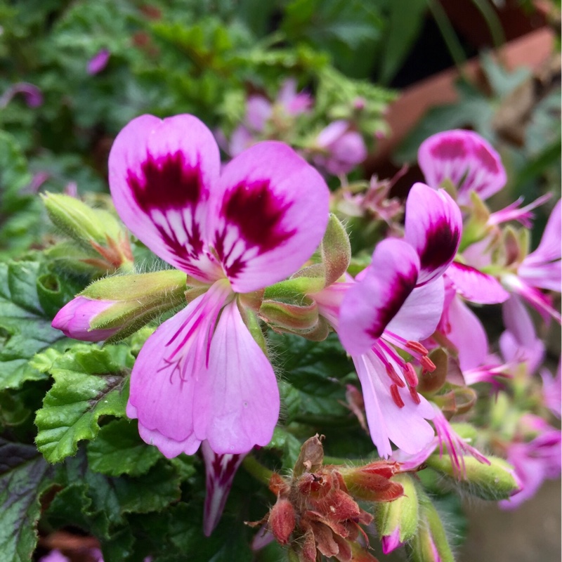 Plant image Pelargonium 'Royal Oak'