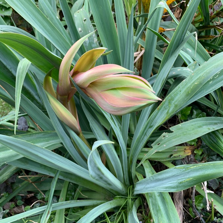 plant image 1302072 plant image 1302072
