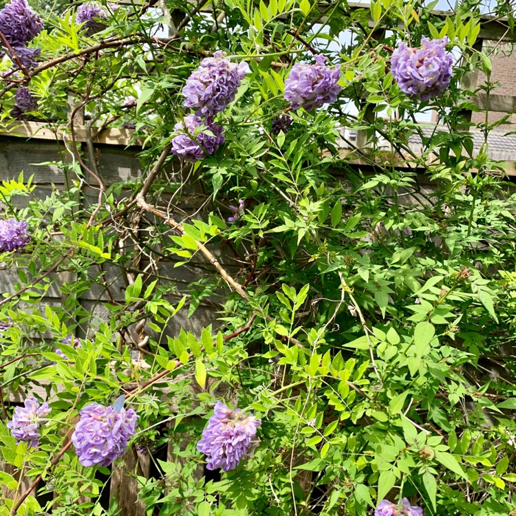plant image 1320665