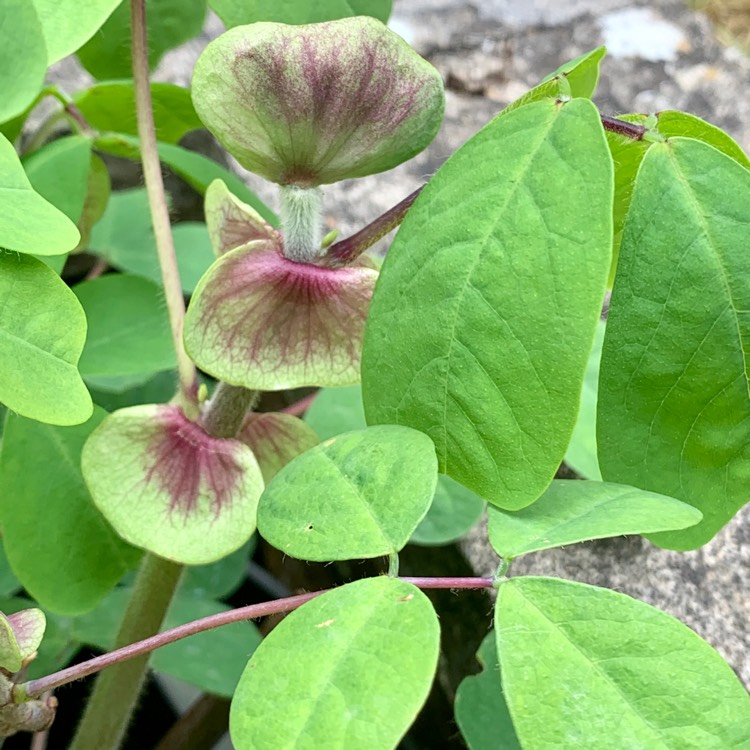 plant image 1328430