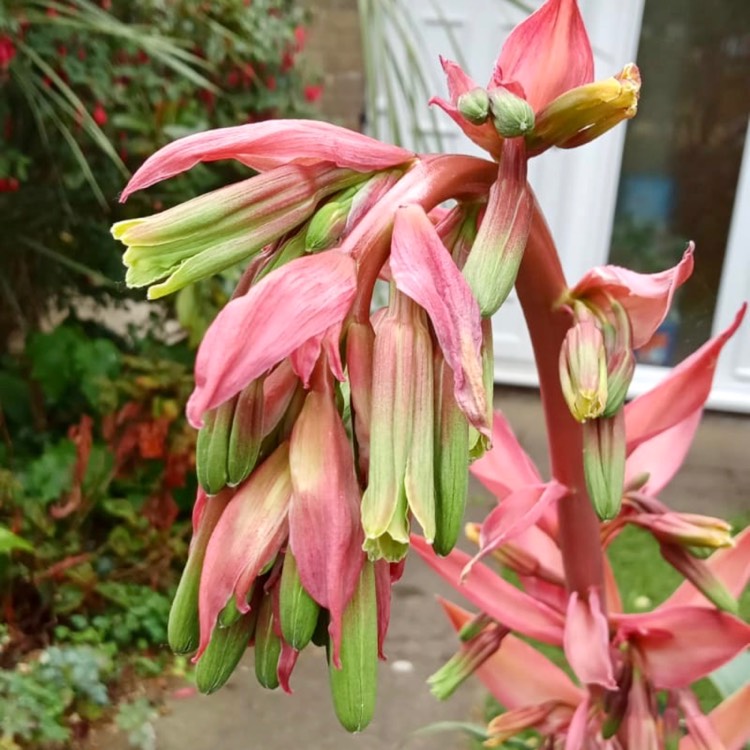 plant image 1331670 plant image 1331670