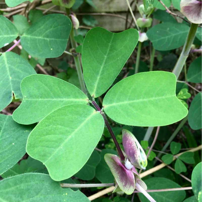 plant image 158895