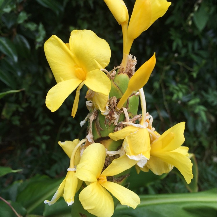 plant image 231861
