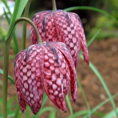 Fritillaria meleagris