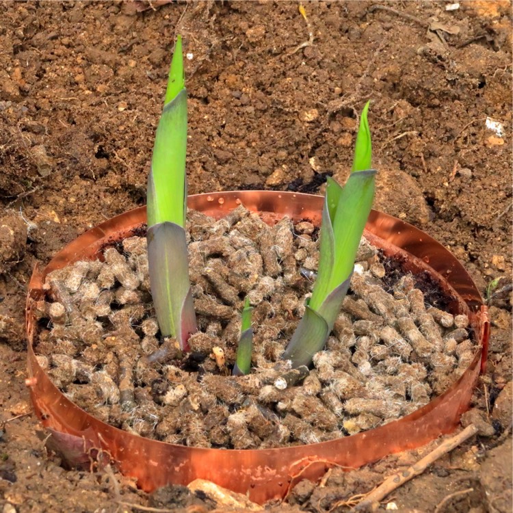 plant image 346048