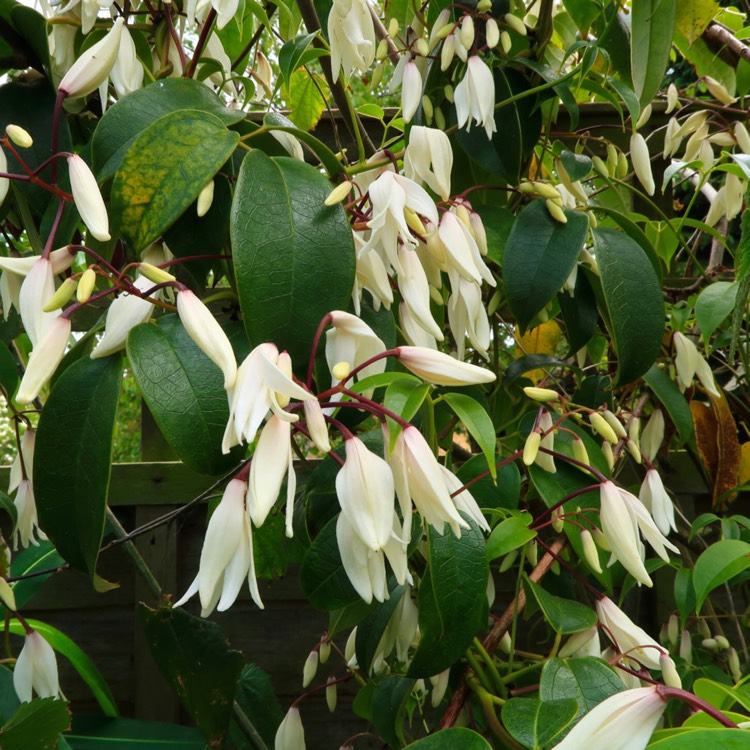 plant image 398471