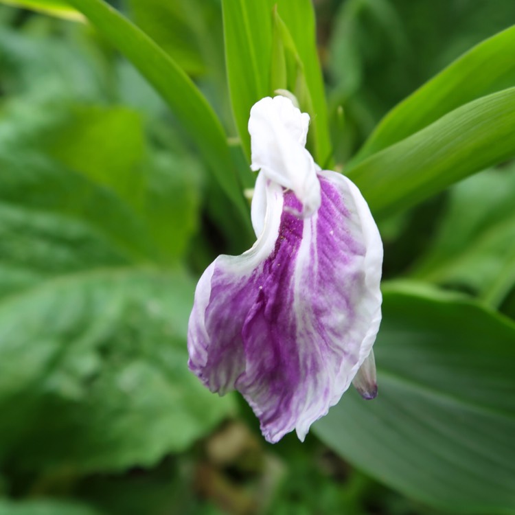 Plant image Roscoea purpurea 'Wisley Amethyst'
