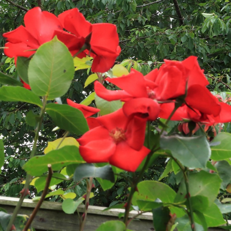 plant image 465641