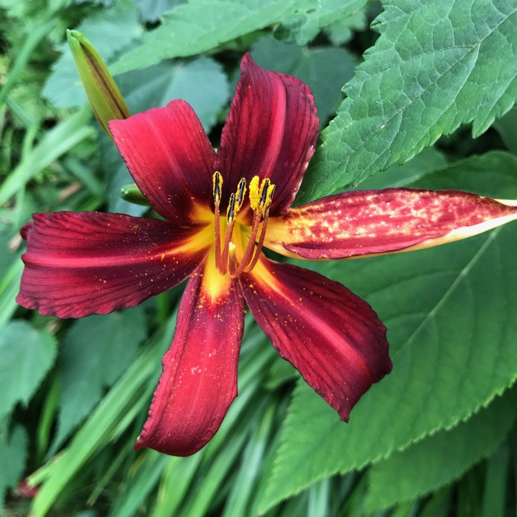 Plant image Hemerocallis 'Crimson Pirate'
