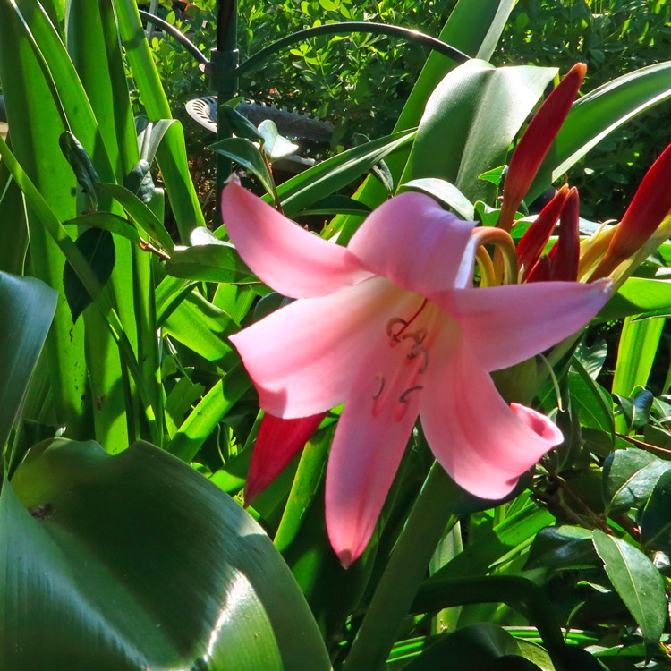 plant image 485496