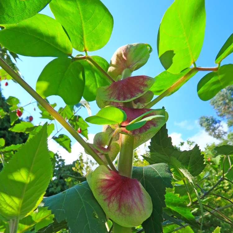 plant image 485502