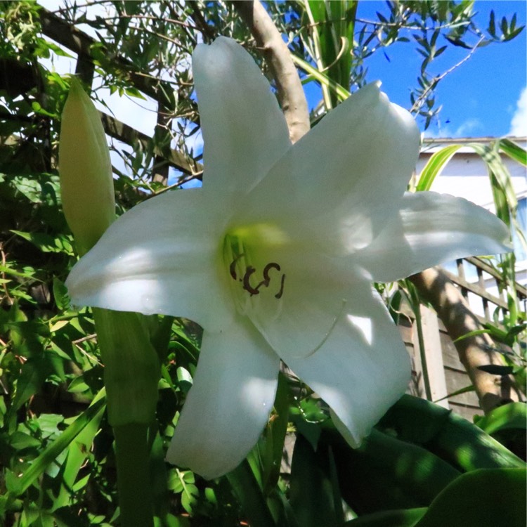 Plant image Crinum x powellii 'Album'