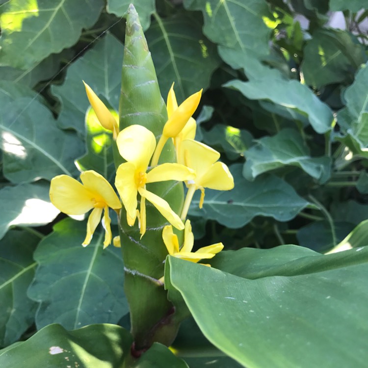 plant image 520189