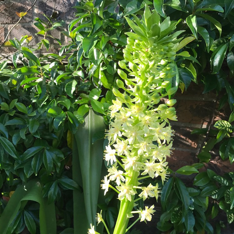 plant image 520191