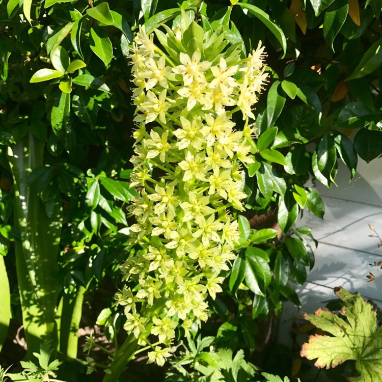 Plant image Eucomis pallidiflora subsp. pole-evansii
