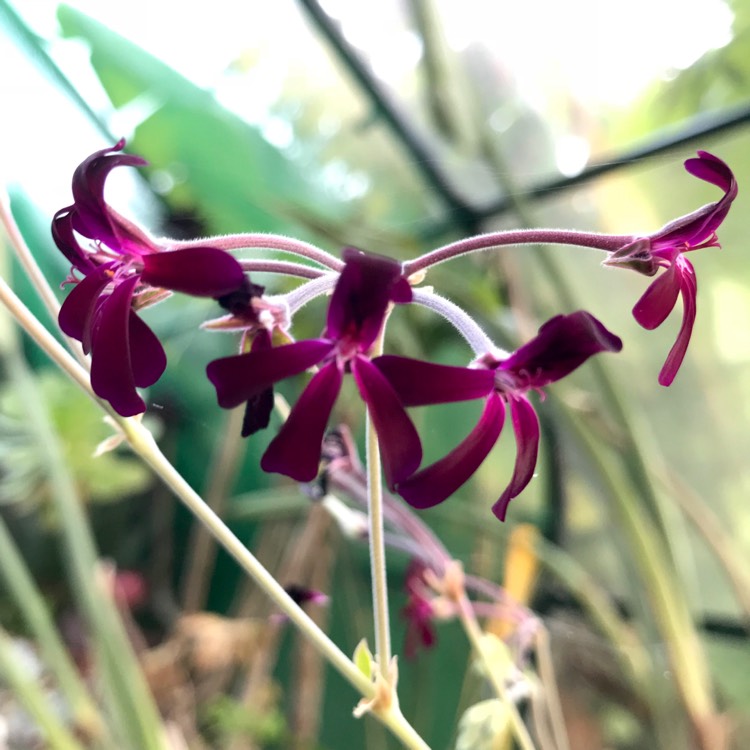 Plant image Pelargonium sidoides syn. Pelargonium sidifolium