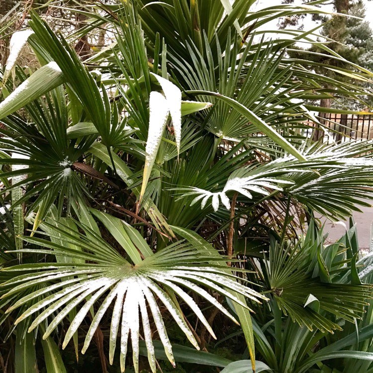 Plant image Trachycarpus 'Wagnerianus'