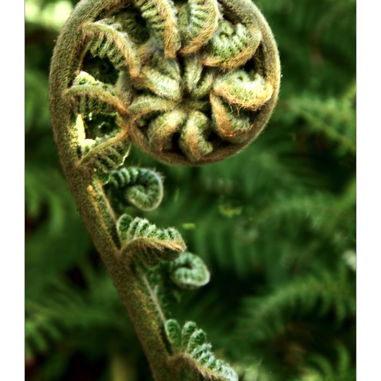 plant image 693305 plant image 693305