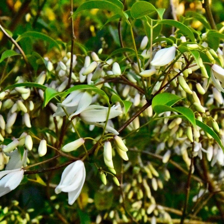 plant image 699099