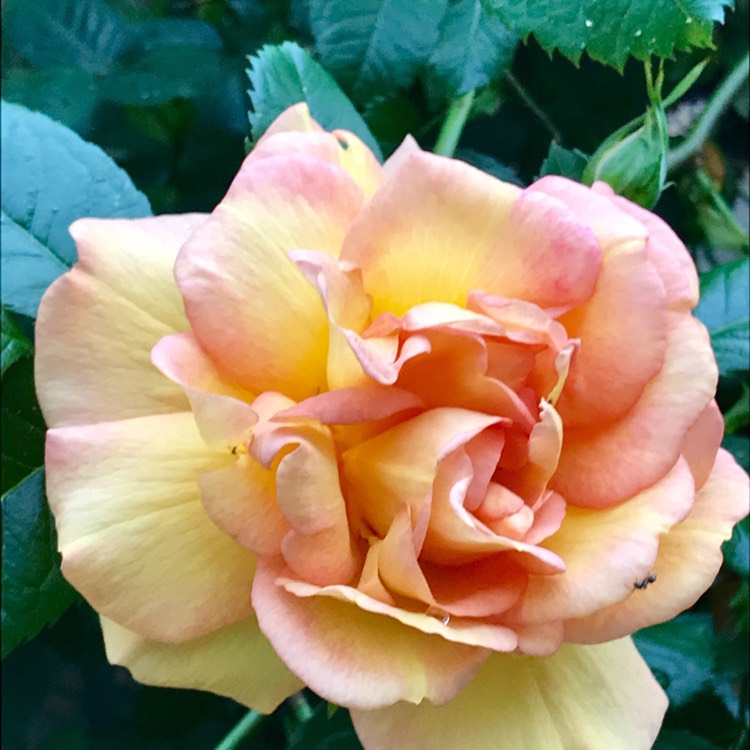 Plant image Rosa 'Maigold'