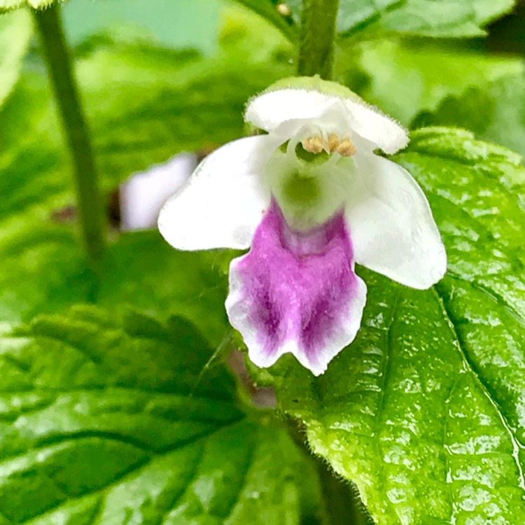 plant image 714136