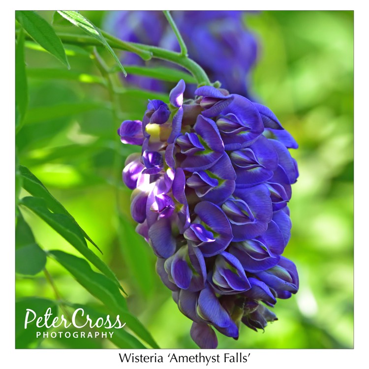 Plant image Wisteria sinensis 'Amethyst Falls'