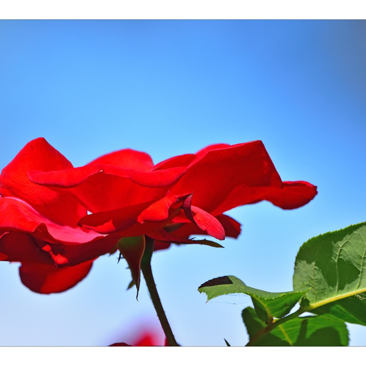 plant image 728748