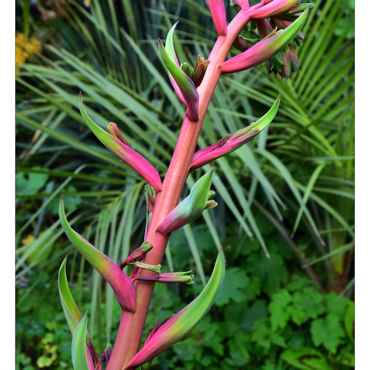 plant image 745095 plant image 745095