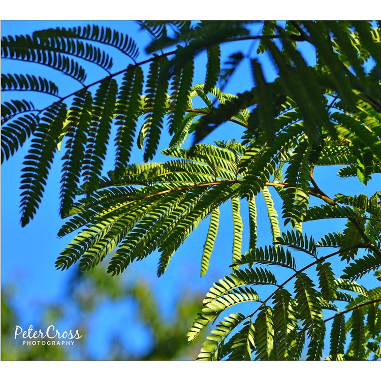plant image 764396