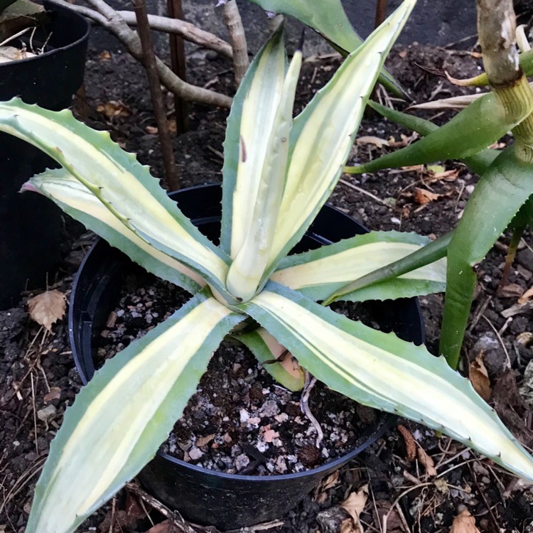 Plant image Agave americana 'Mediopicta Alba'