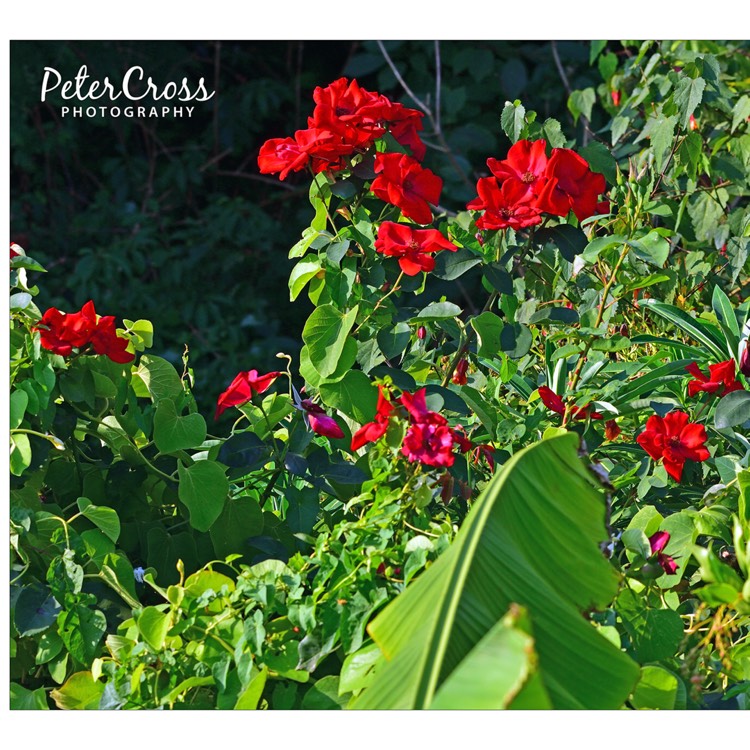 plant image 797414