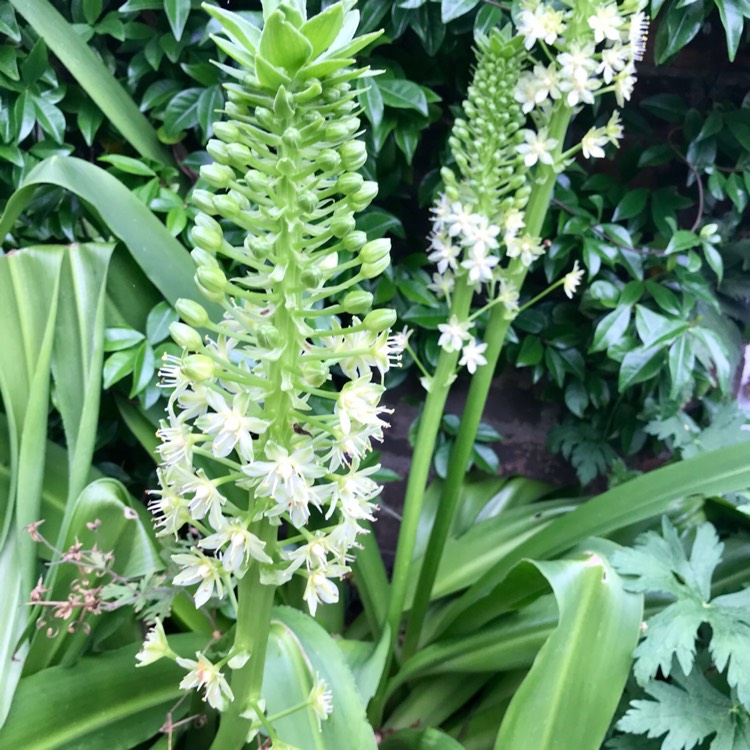 plant image 818666
