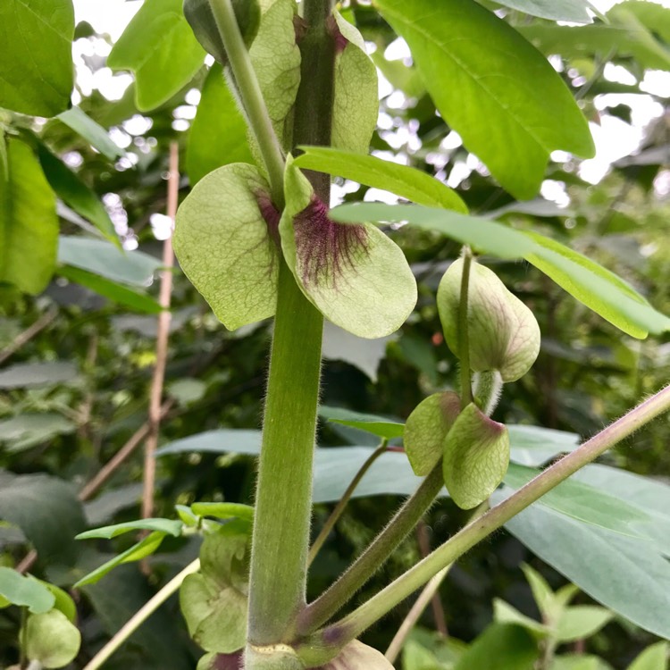 plant image 818668