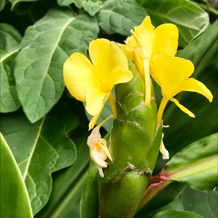 Plant image Hedychium Wardii