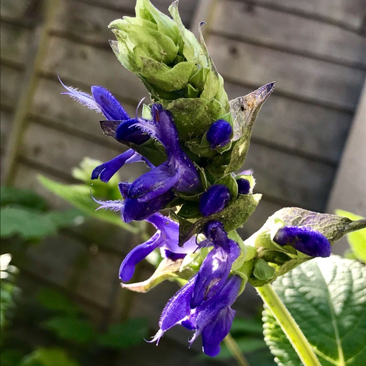 Plant image Salvia Atrocyanea