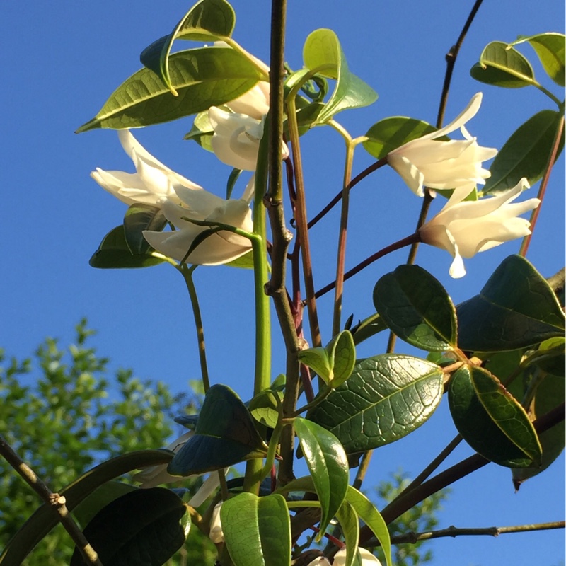 plant image 91285