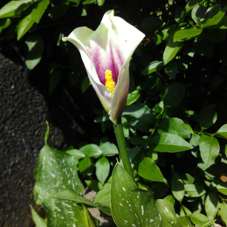 Plant image Zantedeschia elliottiana 'Picasso'