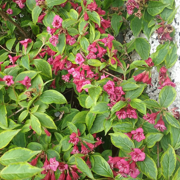 Plant image Weigela florida 'Brigela' syn. Weigela florida 'Moulin Rouge'
