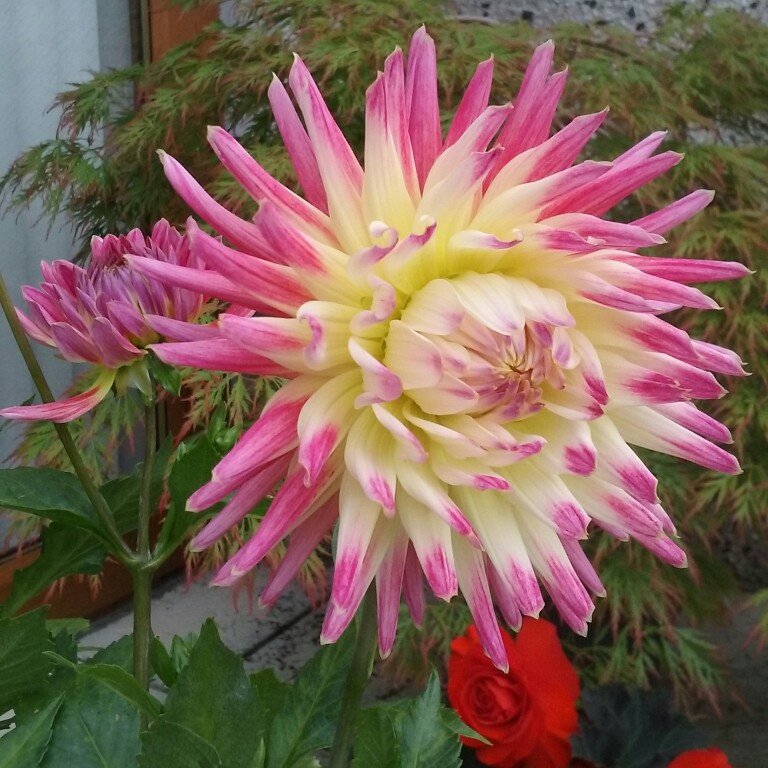 Plant image Dahlia 'Tahiti Sunrise'