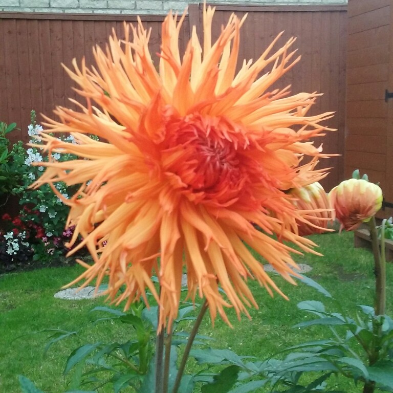 plant image 177916