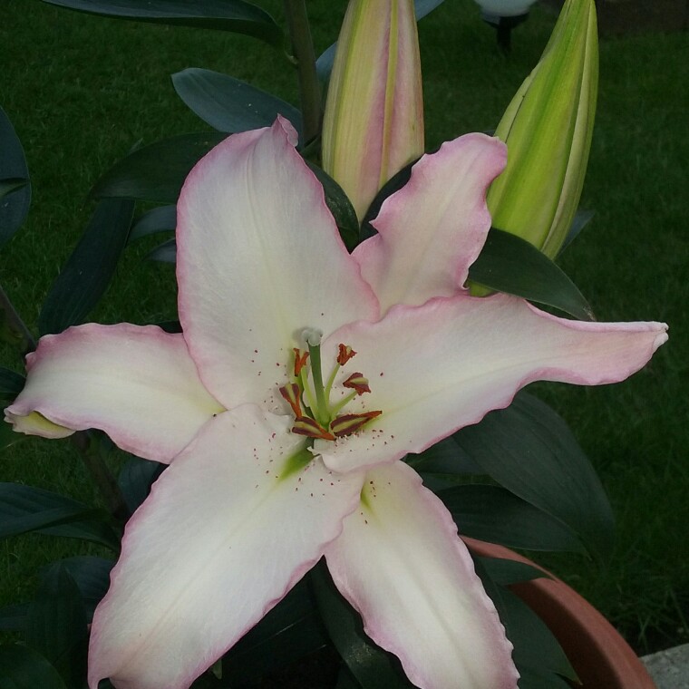 Plant image Lilium 'Zora' syn. Lilium 'Brasilia'