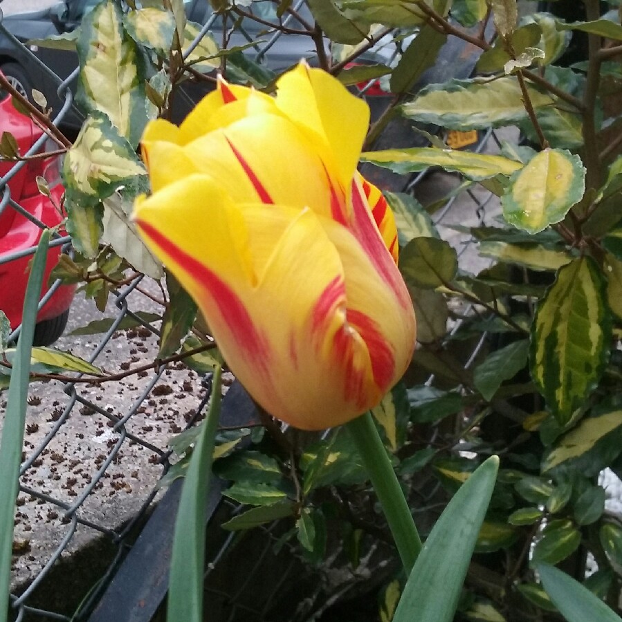 Plant image Tulipa 'Washington'