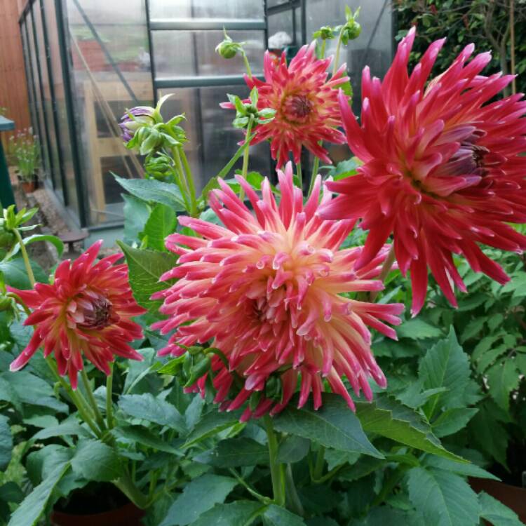 plant image 885448