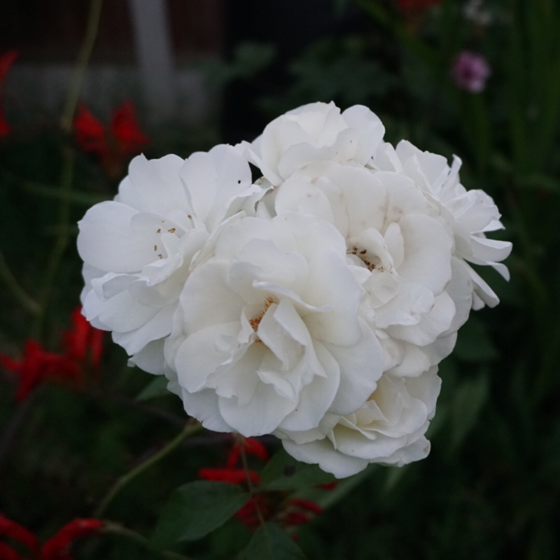 plant image 174830 plant image 174830