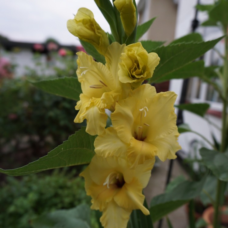plant image 188051 plant image 188051