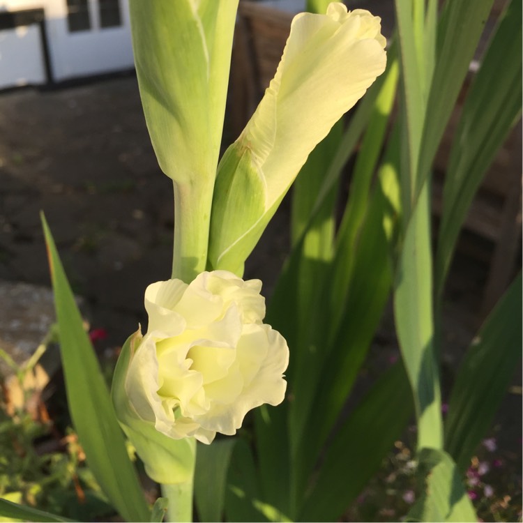 plant image 201731 plant image 201731