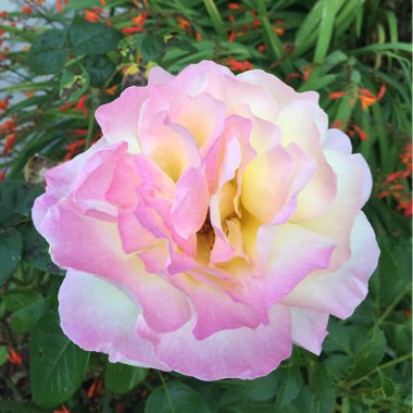 Rosa